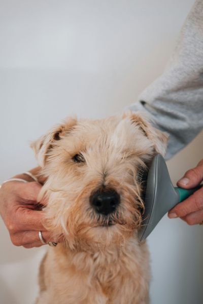 In the cozy living room of Alta Nova apartments, a person is brushing a fluffy tan dog's fur with a gray brush.